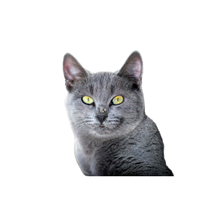 A Gray Cat With Vibrant Yellow Eyes Sits Outdoors In Sunlight, Casting A Shadow On A Wall. 15287 - Cat PNG image with transparent background